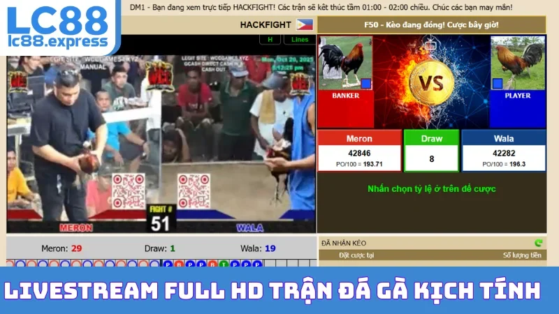 Livestream full HD trận đá gà kịch tính
