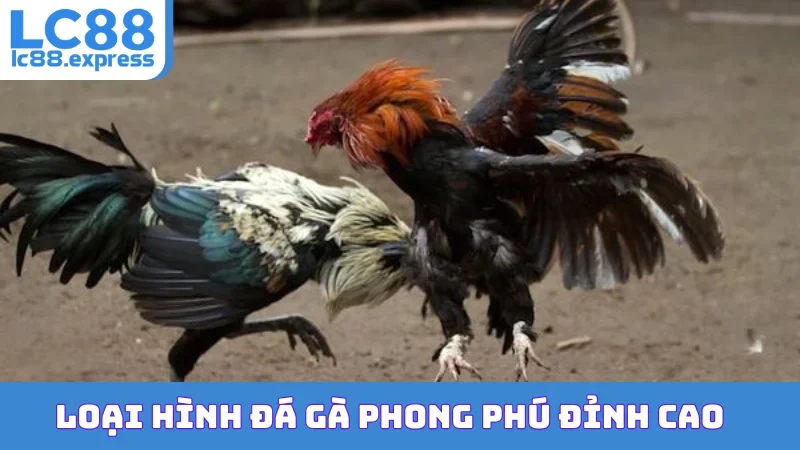 Loại hình đá gà phong phú đỉnh cao